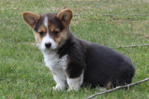 red headed tri corgi