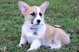 FAQ - What are the different colors of corgis? - Corgi Puppies Indiana