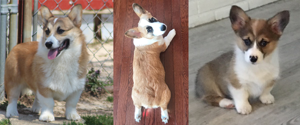 corgi puppy to adult